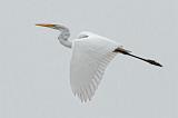 Egret In Flight_25886